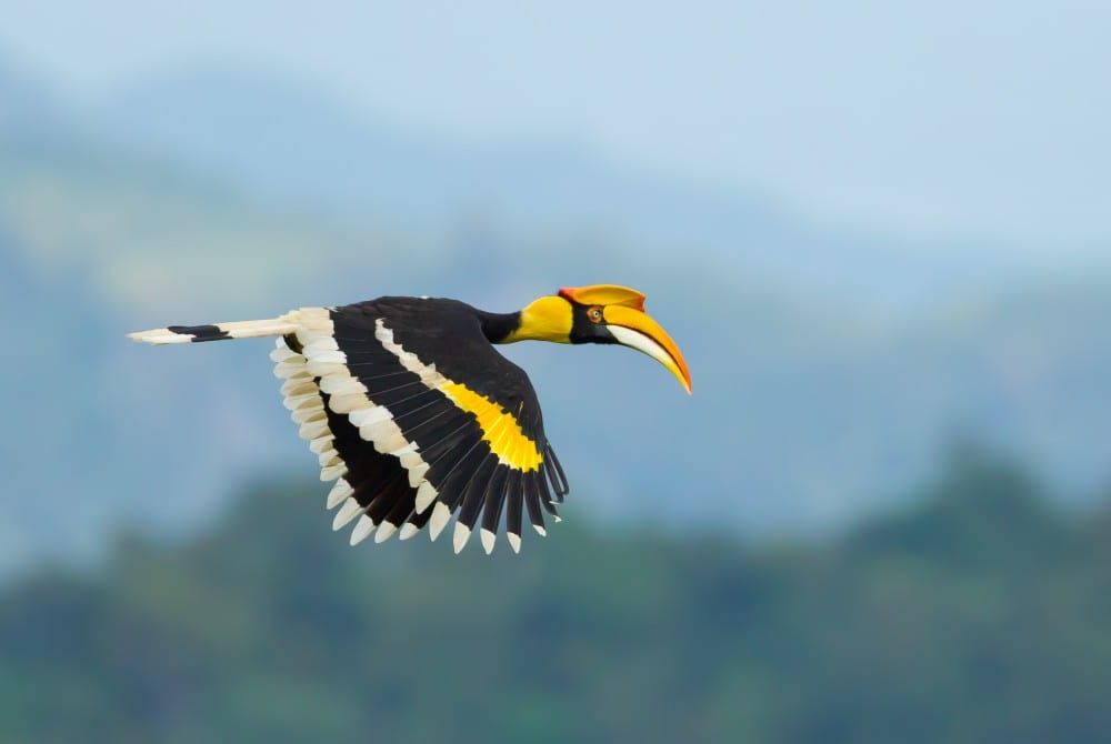 Thailand, Khao Yai National Park, neushoornvogel