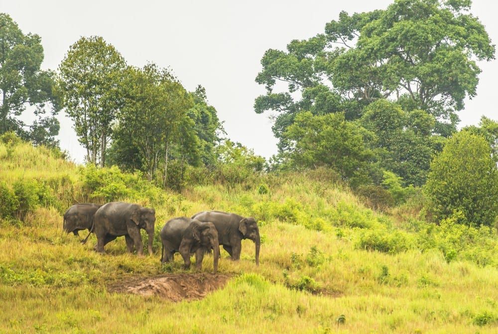 Khao Yai National Park