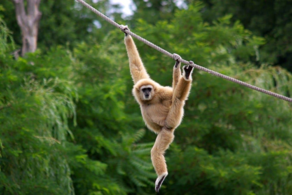 Verlichting paradijs Sada Supergaaf in Laos: de Gibbon Experience