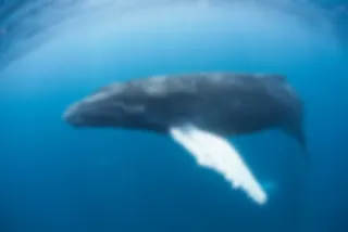 VIDEO: duiker meets walvis