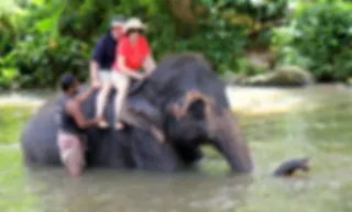 Reisorganisaties stoppen met olifantenritjes