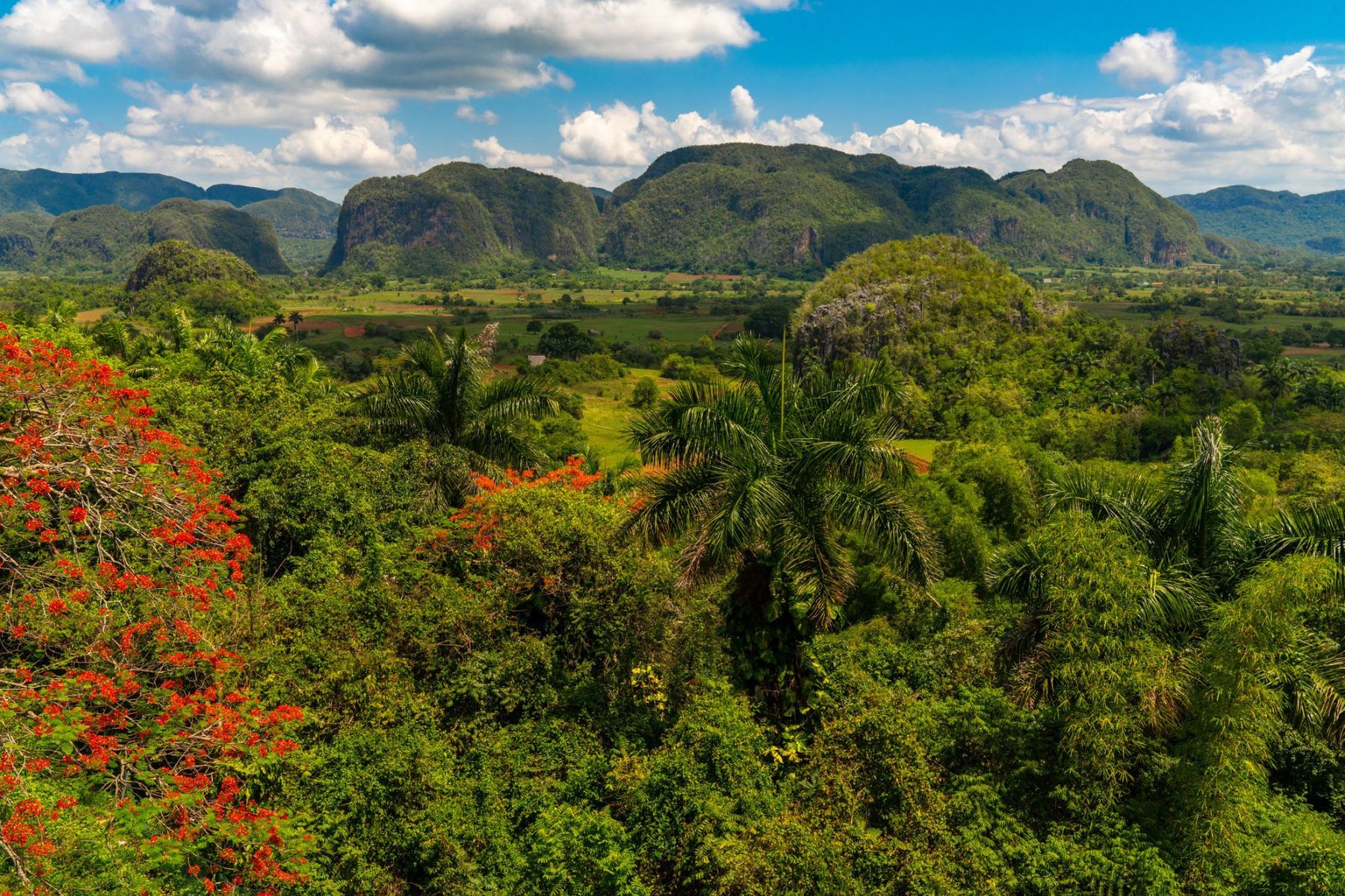 Tobacco Plantations