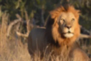 VIDEO: leeuwen vs. Polo in Krugerpark