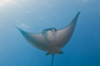 VIDEO: Onderwaterparadijs de Malediven