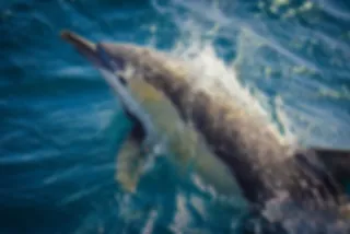 Australiërs ontdekken nieuwe dolfijnsoort