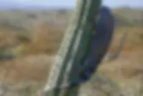 iguana cactus