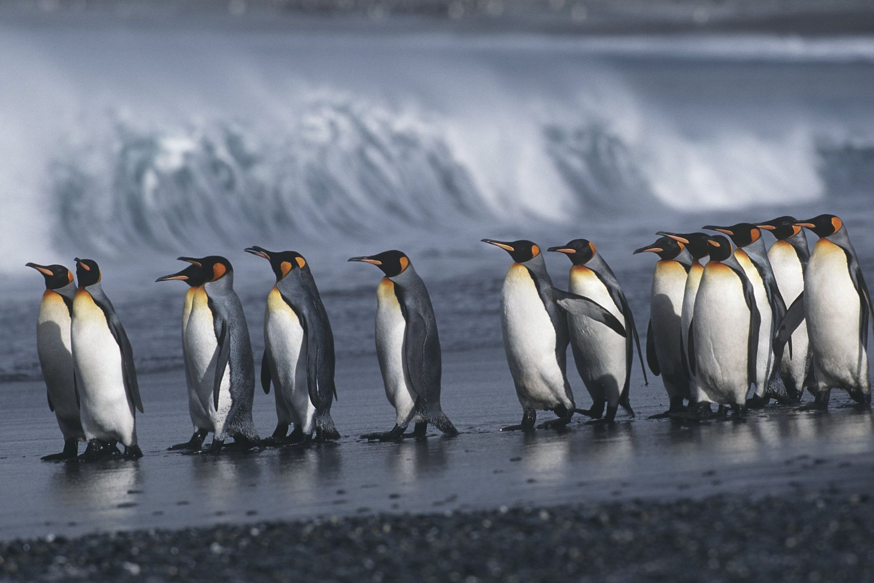 FOTOSERIE: Wildlife op South Georgia Island