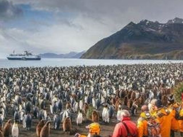 Groepsrondreis Antarctica en South Georgia - pinguinsafari