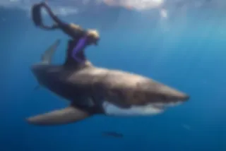VIDEO: Zwemmen met grote witte haaien