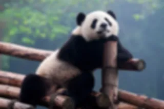 VIDEO: Schattige panda's spelen op glijbaan