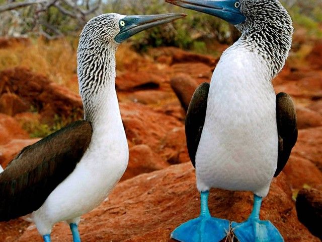 Galapagos eilandhoppen, rondreis op maat - Local Hero Travel