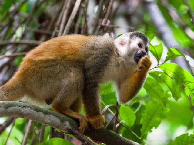Autorondreis Costa Rica; het dierenrijk van Costa Rica (16 dagen) - Van Verre
