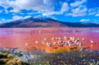 Laguna Colorada: De rode lagune van Bolivia
