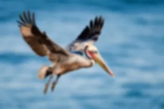 VIDEO: Geweldige beelden van een pelikaan die leert vliegen!