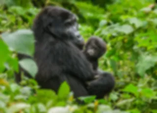 Gorilla's in Oeganda
