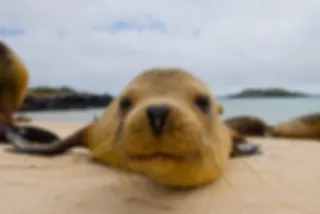 VIDEO: Prachtige beelden van zeeleeuwen op de Galápagos eilanden