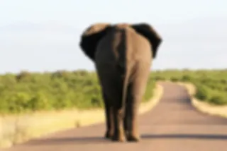 Waarom rijden op een olifant NIET op je bucketlist moet‏