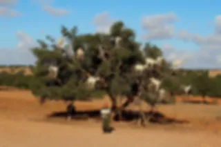 De boomklimmende geiten van Marokko