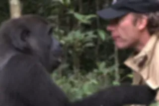 Gorilla herenigd met man na 5 jaar - Zijn reactie is geweldig!