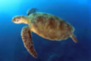 VIDEO: Het Great Barrier Reef gezien vanaf een schildpad