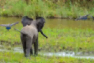 Pasgeboren olifantje achtervolgt vogels in Zuid-Afrika in een hartveroverend filmpje