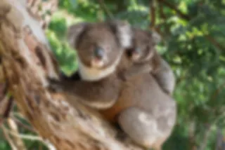 Deze spelende baby-koala uit Australië is té lief (video)
