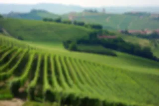 Verrassend Italië: Volop actie in de wijnstreek Piemonte