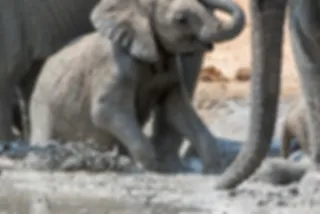 Ontroerend filmpje van olifanten die een baby-olifant uit een waterput helpen
