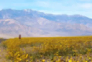 Death Valley woestijn omgetoverd tot prachtige zeldzame bloemenzee