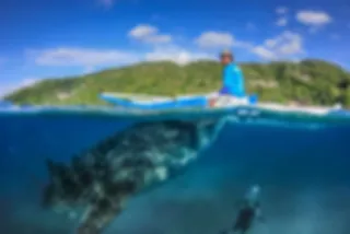 Donsol in de Filipijnen: zwemmen met walvishaaien