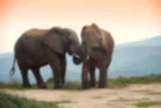 Addo Elephant Park: Aanrader in Zuid-Afrika