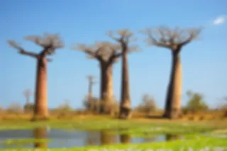 Baobab informatie dag en reismarkt