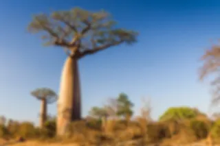 Baobab reizen heeft nieuwe website