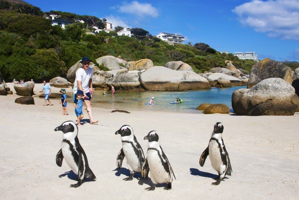 naaimachine trechter Schijn Pinguïns spotten in Afrika