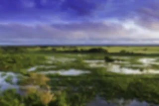 Brazilië tip: Ontdek de ongerepte natuur van Pantanal