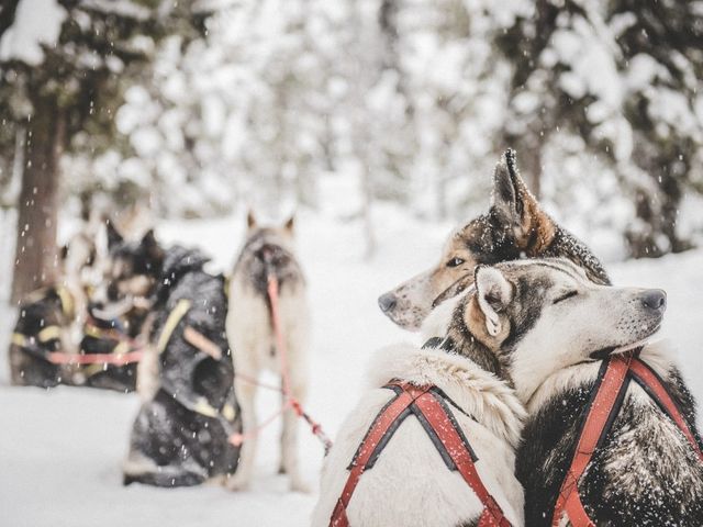 Fins wintervakantie Lapland