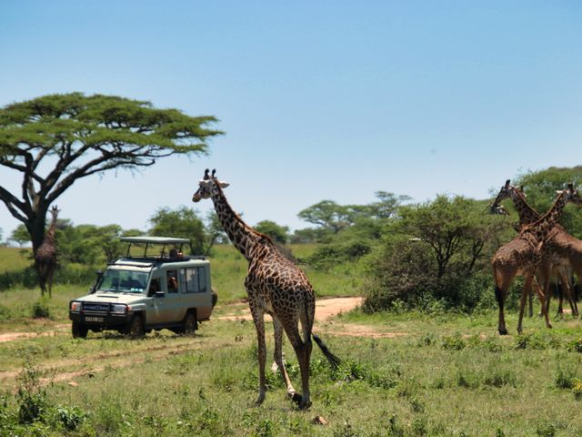 Tanzania privésafari | Better Places