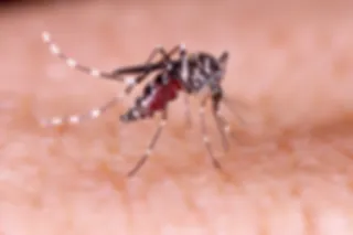 Dengue steeds groter gevaar voor vakantiegangers