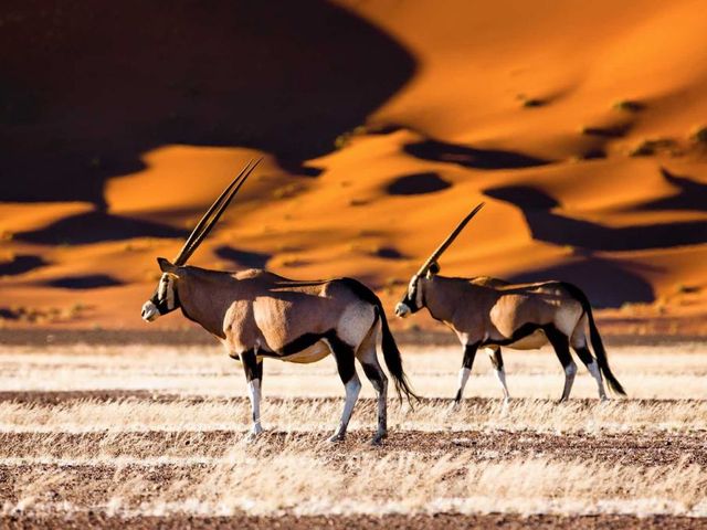 Grand tour woestijnen en wildlife Namibië
