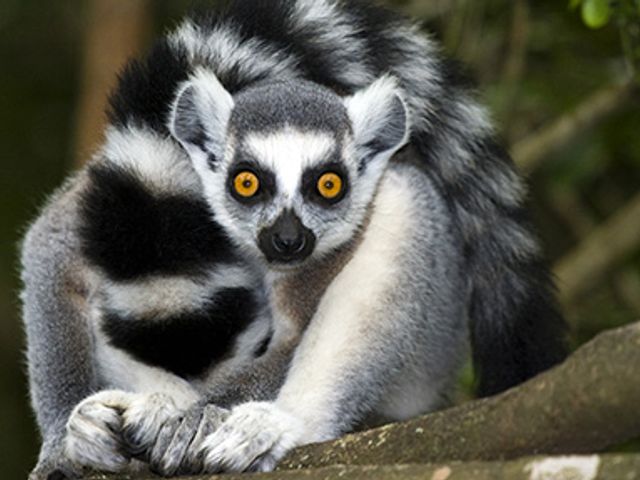 Groepsreis Madagascar Kort; Indri en ringstaartlemuur