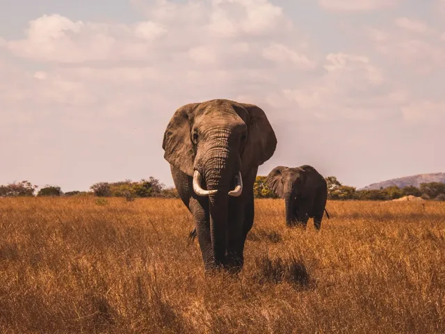 Safari reis Zuid-Afrika
