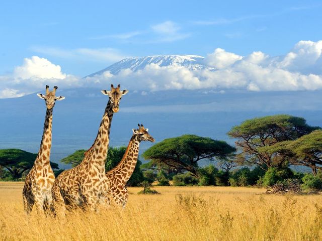 Safari Discover Kenia Deluxe