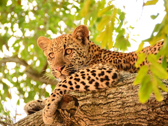 Autorondreis Zuid-Afrika; Complete safarireis Zuid-Afrika