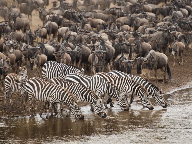 Rondreis Kenia; Migratie in de Masai Mara