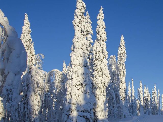 Winter Wonderland in Finnish Lapland