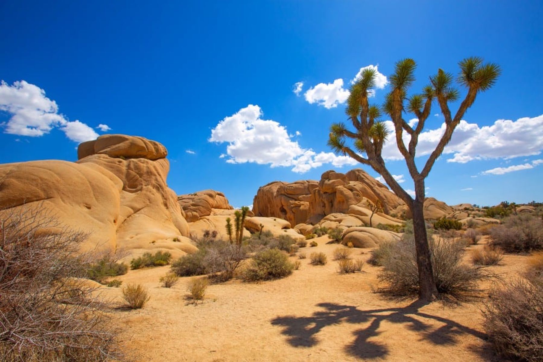 Joshua Tree National Park Bezienswaardigheden Amerika