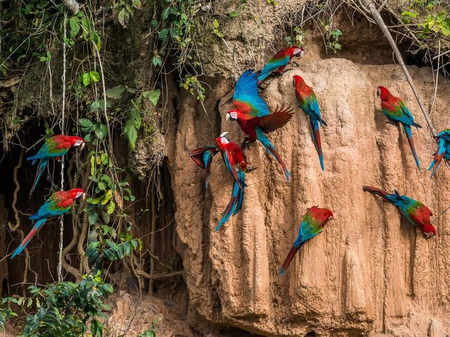 Van de Hooglanden tot de Jungle van Peru