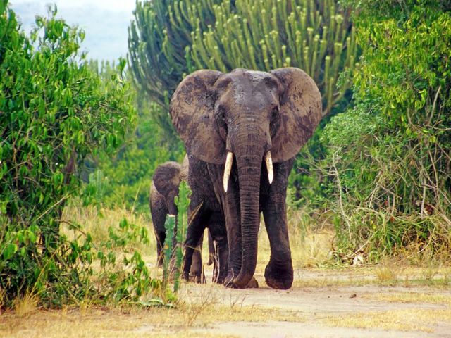 Discover Uganda, het land van de berg gorilla's