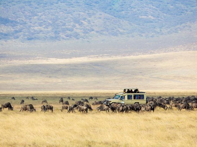 Wildlife Experience Kenia & Tanzania