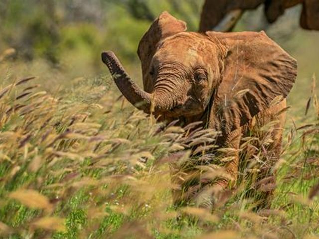 9 daagse safari Tsavo & Taita